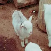 ゆー