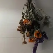 めちこの画像