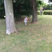 ぶたの画像