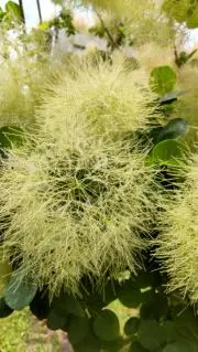 チェス（プロフの確認をお願い致します）の画像