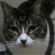 あさ