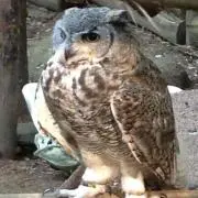 ふくろうの画像