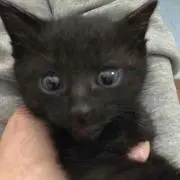 めぐ