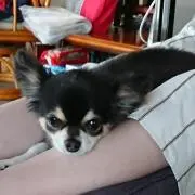 うはひの画像