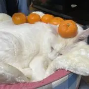 シロクマ