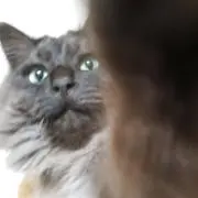 黒猫パンダの画像