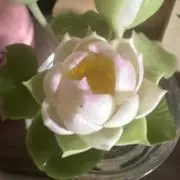 ななの画像