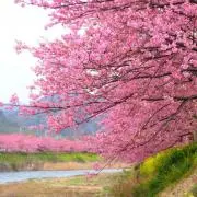 sakura