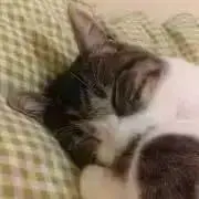 タカきちの画像