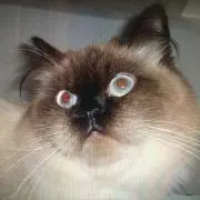 くまの画像