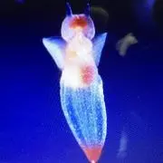 ちひろの画像