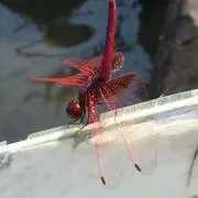 HYUGAMONO