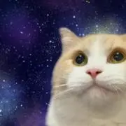毛玉
