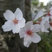さくらこの画像