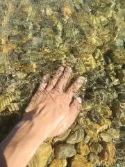 木霊するウニの画像