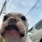 もちの画像