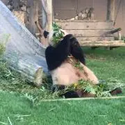 鼻セレブの画像