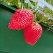 にゃーの画像