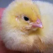 ひよっこの画像