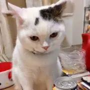 ポンコツもんちฅ^•ω•^ฅ