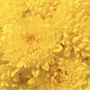 花餡蜜の画像