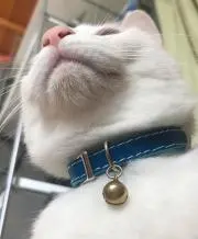香月の画像