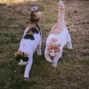 みぃここの画像