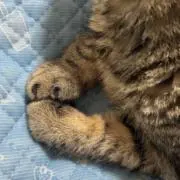 ぽん※プロフ見てくださいの画像
