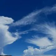ブタ丸の画像