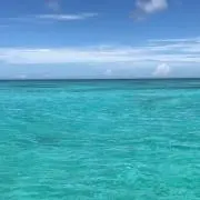 おさるの画像