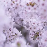 Yas