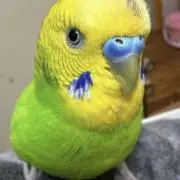マラ (MALLA)の画像