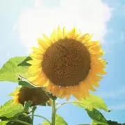 Mの画像