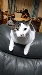 ぽんたの画像