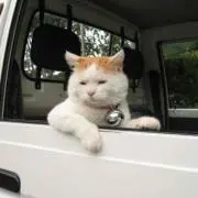 らめーんの画像