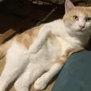 もも猫