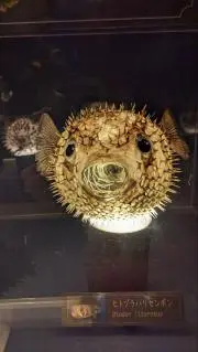 ｍｏｒｉ ｔｏｍｏの画像