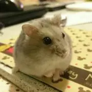 ぽんた