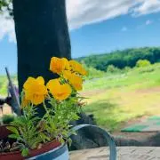 あおば☘️の画像