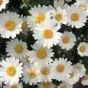 hana-saitaの画像
