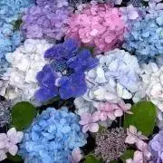 skの画像