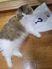 くろねこ※売り切り値下げ中の画像