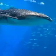 もえもえの画像