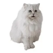 (=^. .^=)ミャー♡.*・゜の画像