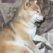 ねこ  シール処分中の画像