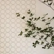 おもちの画像