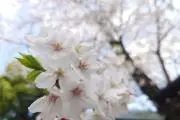 ちくわ◎の画像
