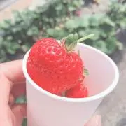 お丸ちゃんの画像