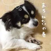 まろまろ