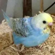 YUの画像